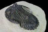 Detailed Hollardops Trilobite - Visible Eye Facets #153972-5